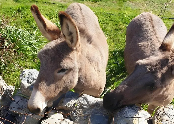 Pasiga- Jacuzi Privata Vicino Olbia Ferienhaus Telti