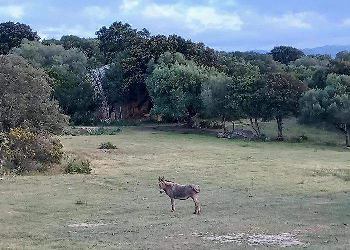 Ferienhaus Pasiga- Jacuzi Privata Vicino Olbia *